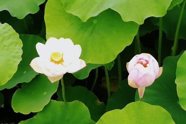 出水芙蓉打一正确生肖(出水芙蓉打一正确生肖和动物)
