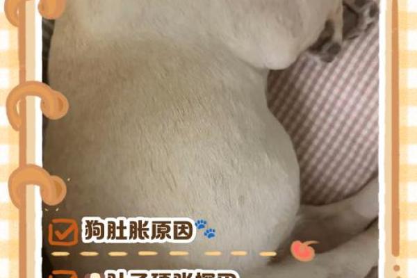 鸡肠狗肚是什么生肖