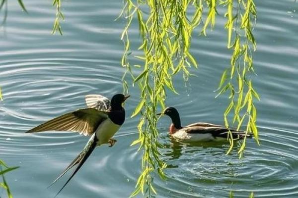 ‌百鸟鸣春是什么生肖 → 鸡（鸡领百鸟，春晓争鸣）‌