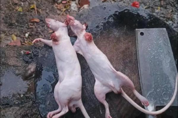 鼠肚鸡肠指什么生肖 鼠肚鸡肠打一动物