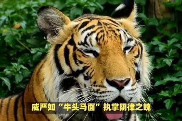 有功之臣是什么动物 有功之臣是什么生肖动物呢