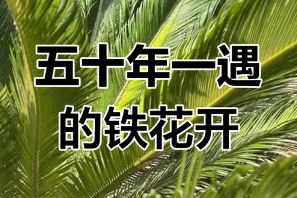 铁树开花打一生肖