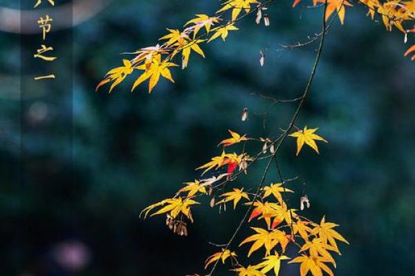 今天立秋几点 今天几时立秋几点立秋