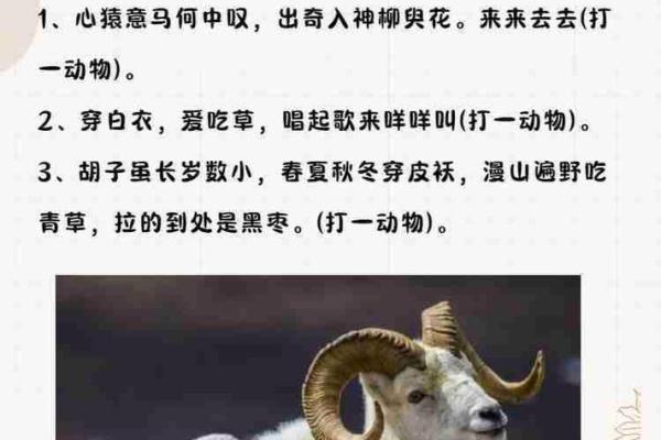 北门锁钥着个成语具体指的是哪一个生肖动物呢？