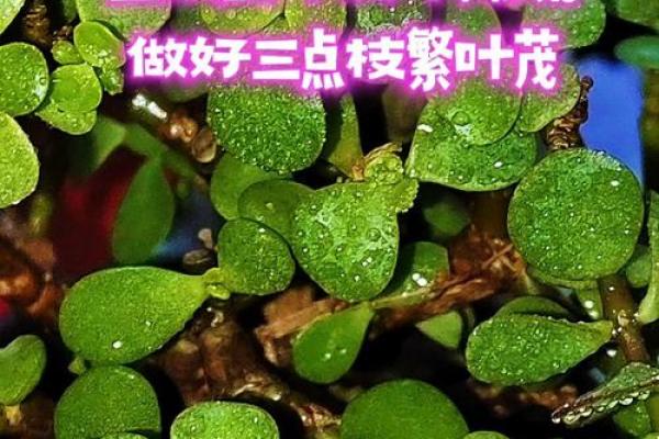 金枝玉叶三大生肖 金枝玉叶三大生肖是哪三个 金枝玉叶三大生肖 金枝玉叶三大生肖是哪三个