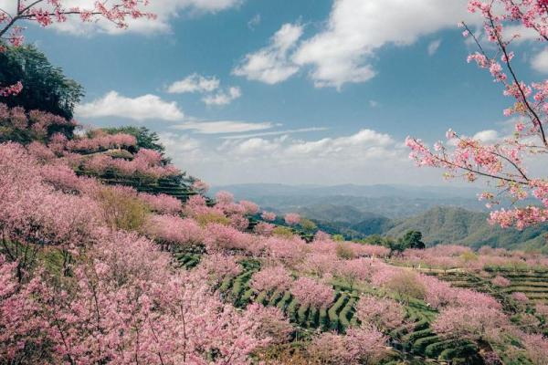 3月初三适合去哪里旅游？推荐几个春季踏青的好去处