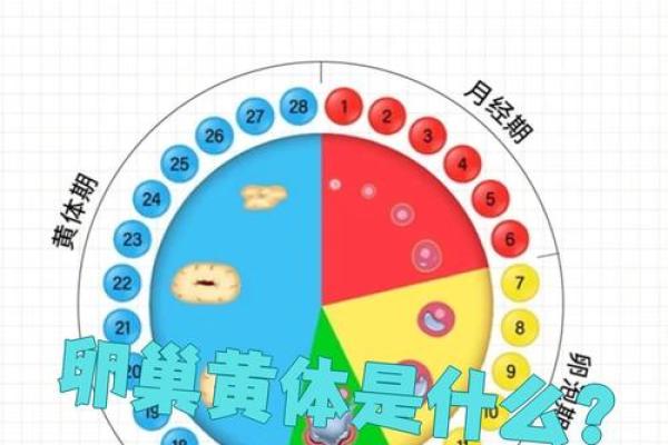 黄体期是哪几天 黄体期是哪几天图表