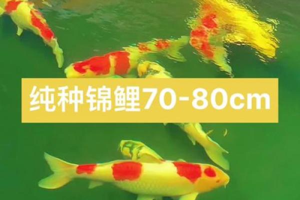 锦鲤有须子吗 锦鲤有须子吗怎么养