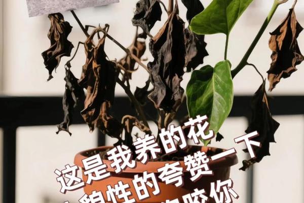 ‌家花更比小花香 → 狗（狗护家院，花香尤甚）‌