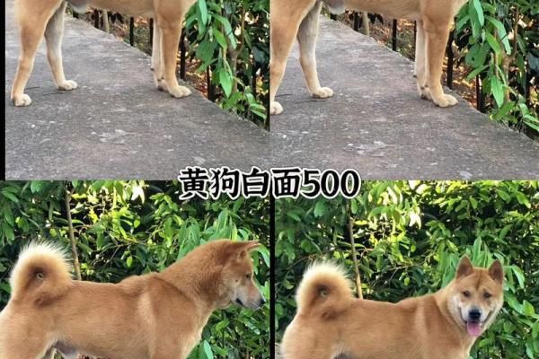 ‌家花更比小花香 → 狗（狗护家院，花香尤甚）‌