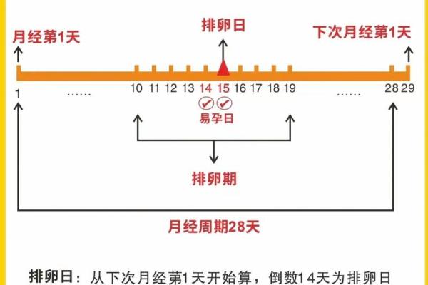 女性安全期是哪几天 女性安全期是哪几天怎么算怀孕几天会有反应