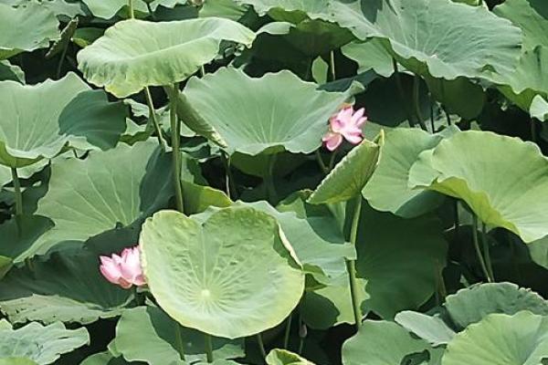 有几个月 夏天有几个月
