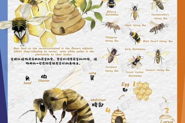 蜜蜂的寿命是多长 蜜蜂的寿命是多少