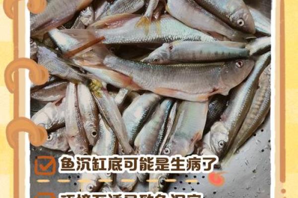 锦鲤侧身躺缸底是什么情况 锦鲤侧躺着