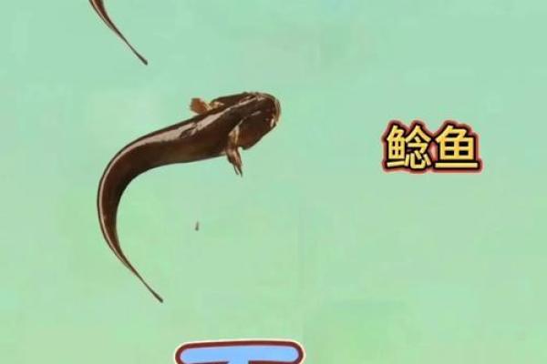 千夫所指是指什么动物(千夫所指猜一动物)