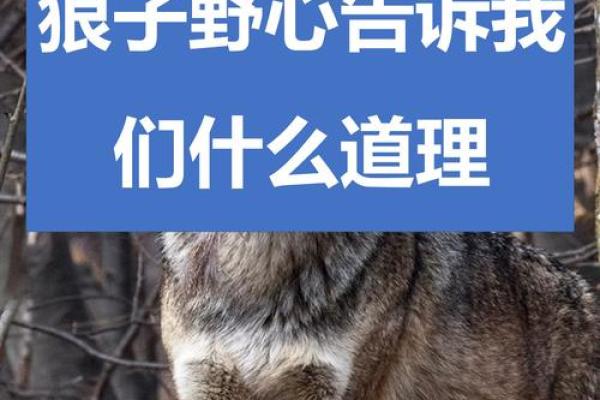嫉恶好善打一准确的动物(嫉恶什么什么成语)