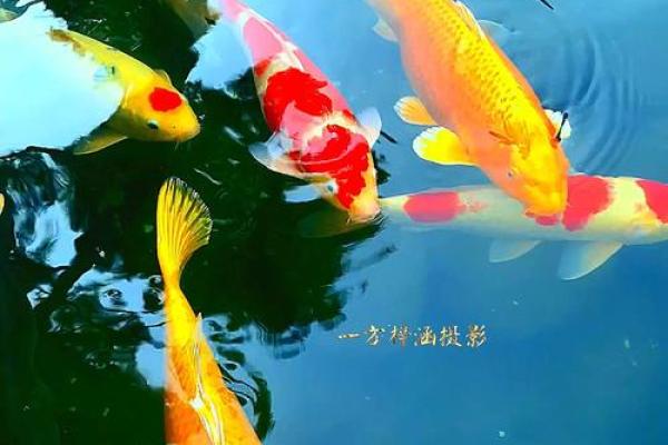 五条锦鲤鱼寓意是什么 五条锦鲤鱼寓意是什么呢