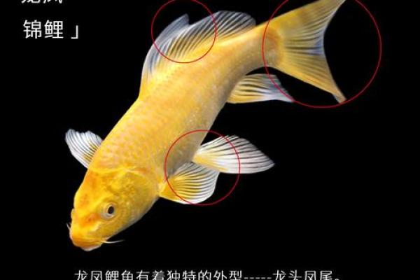 龙凤锦鲤和锦鲤的区别在于哪儿 龙凤锦鲤和普通锦鲤哪个好养
