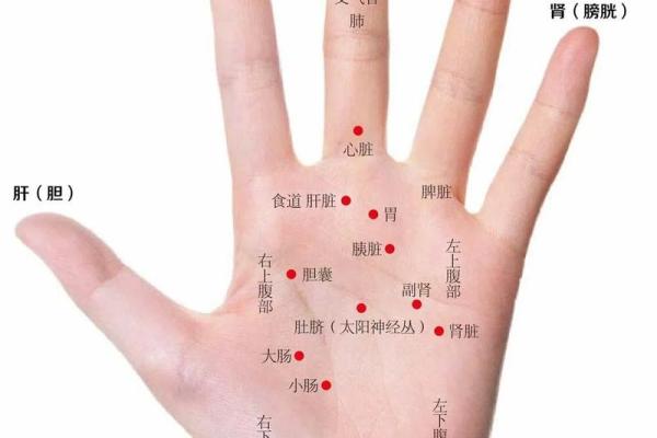 手掌纹路图解大全 男人手掌纹看相