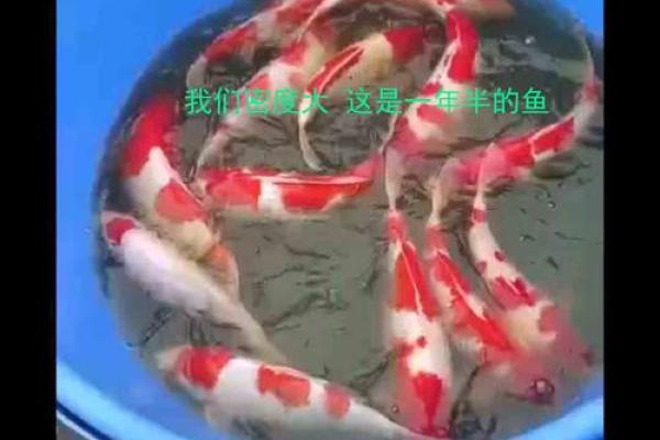 锦鲤水花最怕三个东西 锦鲤水花图片大全