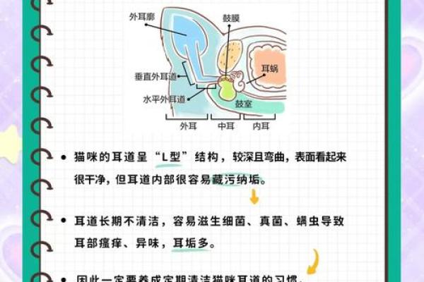 耳热预测(已婚女人右耳朵热的预兆)