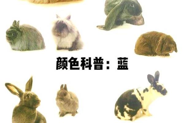 87年女兔大忌颜色 87年兔适合的颜色