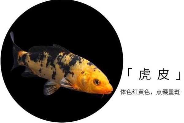 锦鲤是什么品种 锦鲤是什么品种那么贵