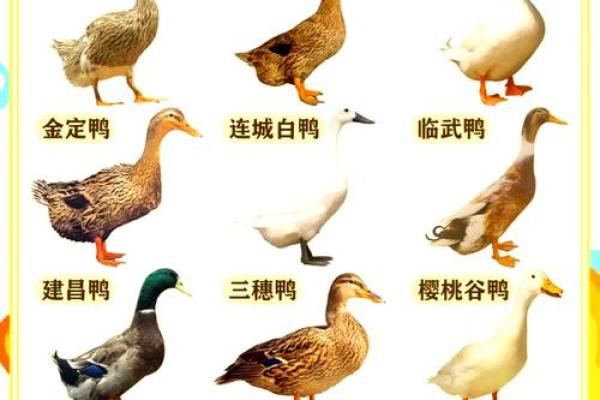 鸭子的生长周期是多长时间 鸭子成长周期是多长
