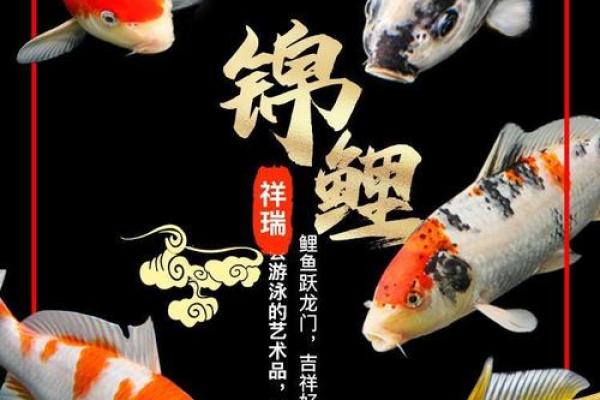 鲤鱼是锦鲤的一种吗 鲤鱼是金鱼和锦鲤生的吗