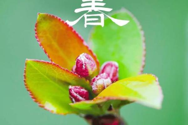 今年立春是几月几日2022(今年立春是几月几日2026年)