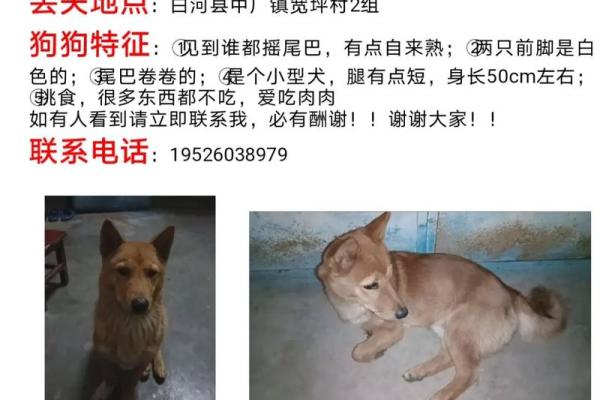 女狗几月出生最好 十狗九苦,哪个月份最苦