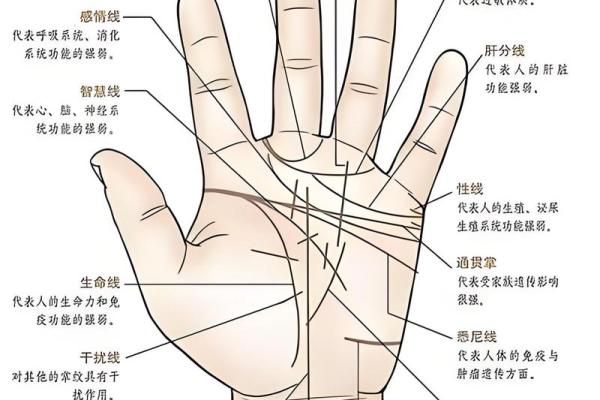 无名指比食指长含义 无名指比食指长的男人代表什么