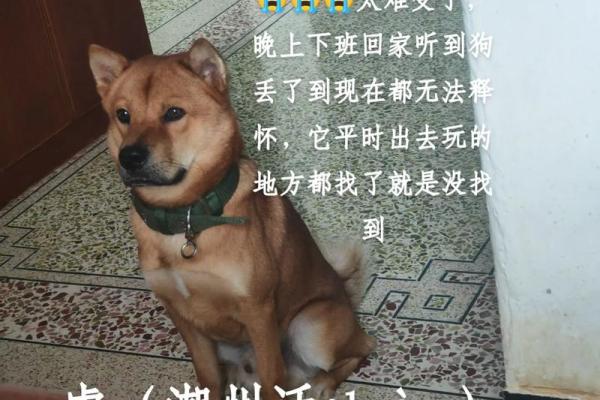 玩物丧志是指哪个动物