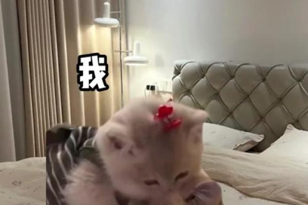 旁敲侧击打一动物