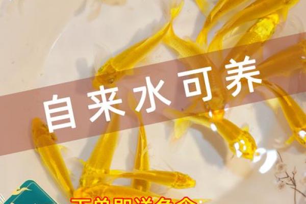 锦鲤跟金鱼有什么区别 锦鲤和金鱼一样嘛