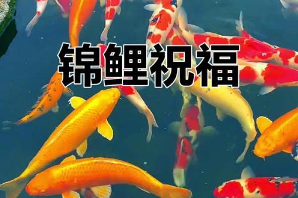 幸福锦鲤是什么意思 幸福锦锦是什么意思