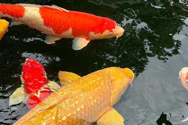 纯种锦鲤和普通锦鲤区别 锦鲤纯色的有几种