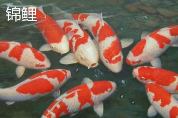 锦鲤土炮是什么意思 锦鲤与土炮锦鲤区别