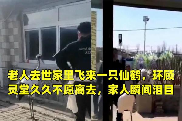 87岁老人灵堂现仙鹤