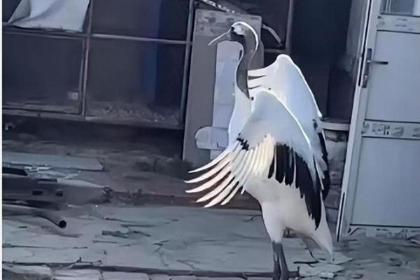 87岁老人灵堂现仙鹤