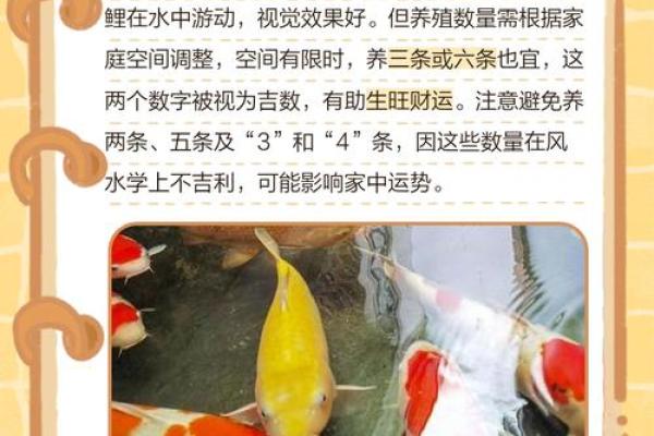 喂锦鲤寓意 喂锦鲤的说法