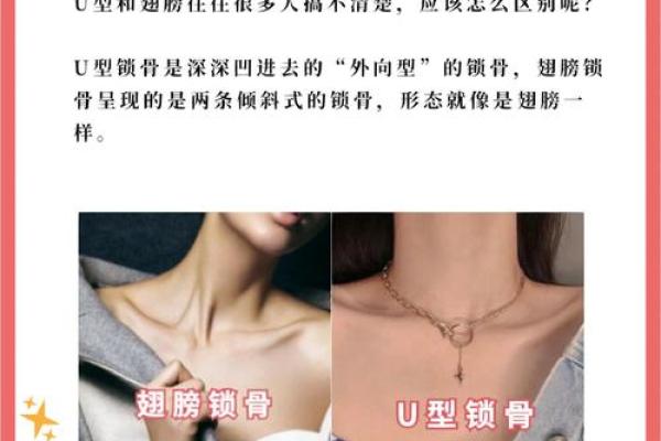 美人骨是哪个部位 美人骨是哪个部位的骨头