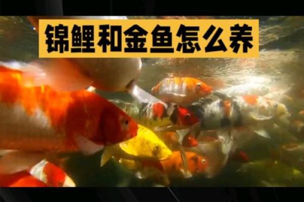 小金鱼和锦鲤的区别 小金鱼和小锦鲤的区别