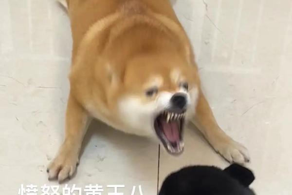 愤发有为代表什么动物(发愤什么什么)