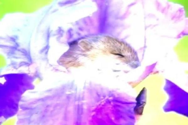 ‌有钱无米能过冬 → 鼠（鼠囤钱粮，无米越冬）‌