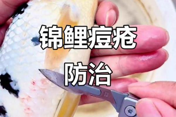 锦鲤体质什么意思 锦鲤体质图片背景