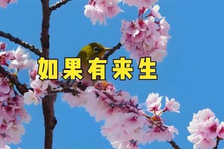 ‌二三出巢三高翔代表什么生肖 → 鸡（鸡二三出巢，高翔报晓）‌