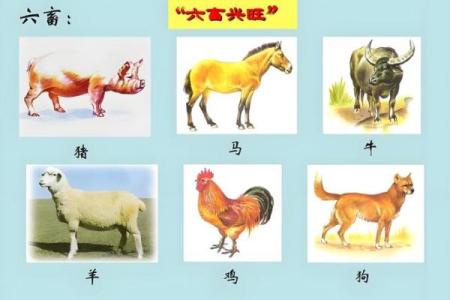 返老还童在十二生肖中具体指的是哪一个动物？