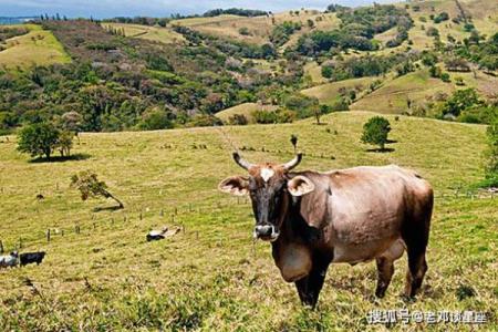 地动山摇是什么生肖(地动山摇是什么生肖正确答案)