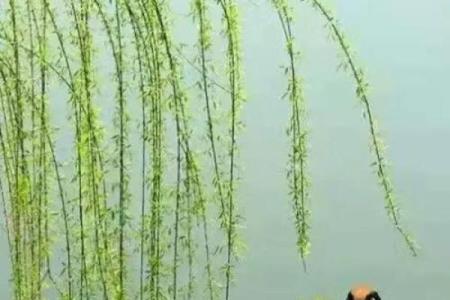 ‌草长莺飞打一生肖 → 燕‌（莺燕穿柳，草长春深）